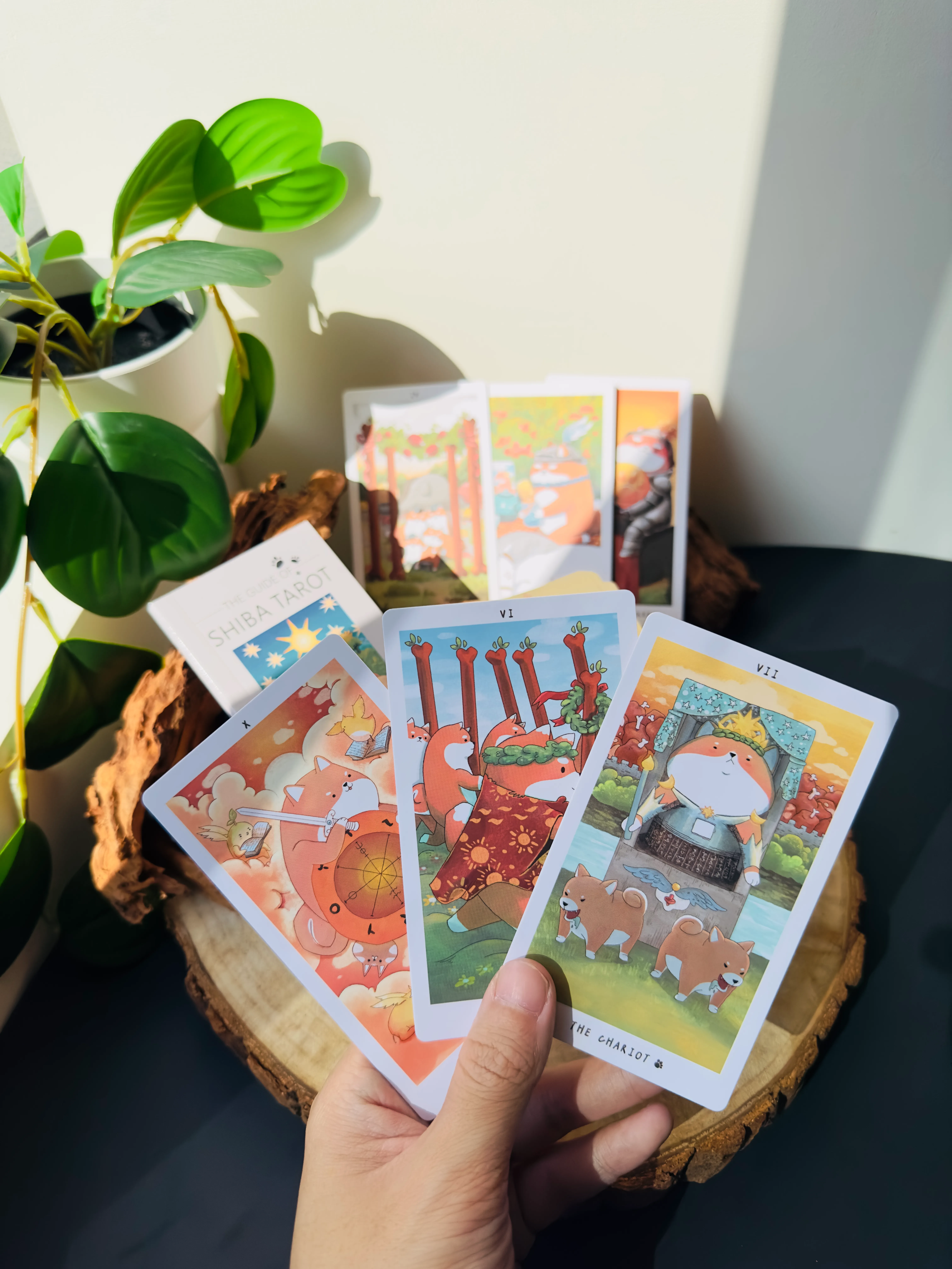 柴犬塔羅｜讓柴犬療癒你365天