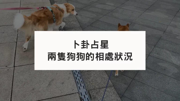 透過卜卦占星解析兩隻狗狗的相處狀況？